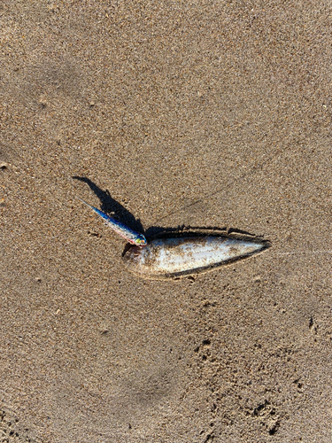 シタビラメの釣果