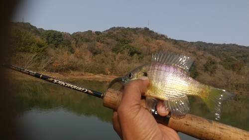 ブルーギルの釣果