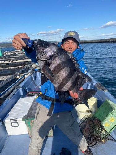 イシダイの釣果