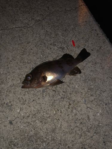 アカメバルの釣果