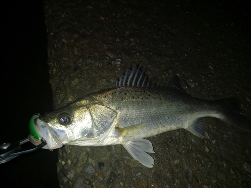 スズキの釣果