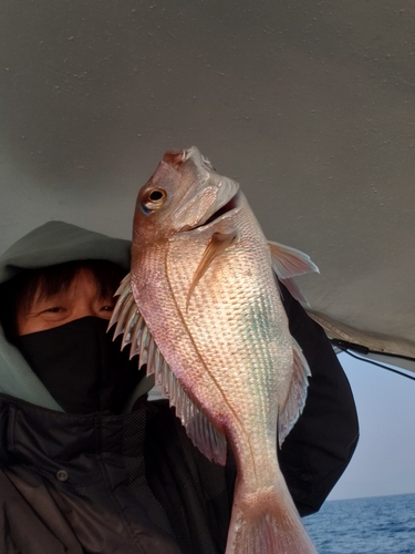 マダイの釣果