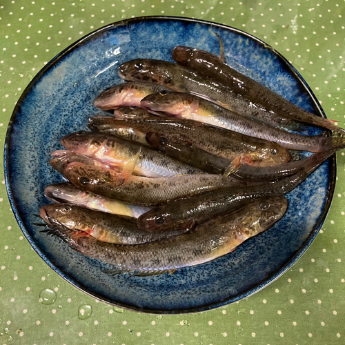 マハゼの釣果