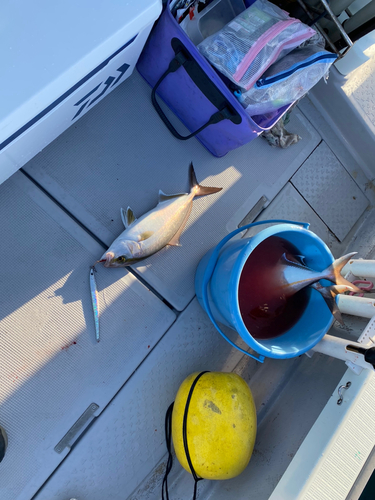 ネイリの釣果