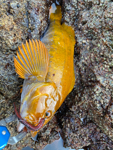 アイナメの釣果