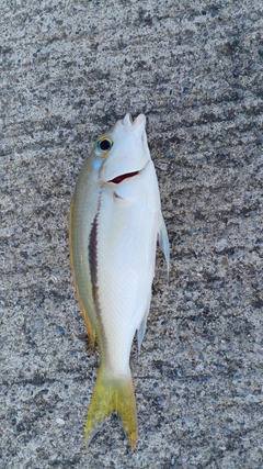 ジューマー(ヒトスジタマガシラ)の釣果