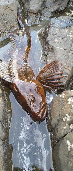 アイナメの釣果