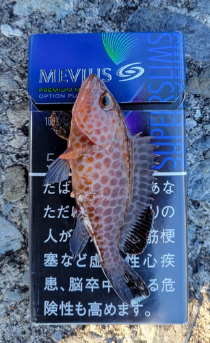 オオモンハタの釣果