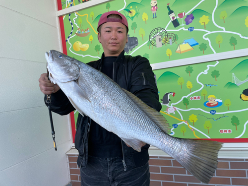 ニベの釣果