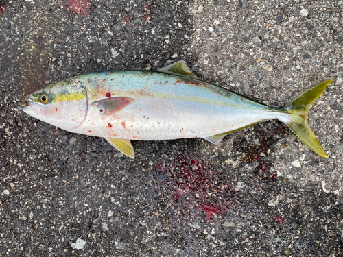 ハマチの釣果