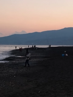 クサフグの釣果