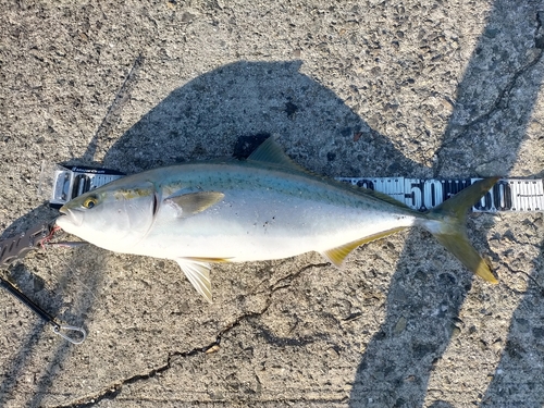 メジロの釣果