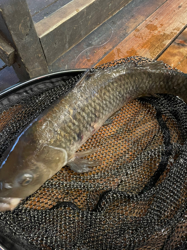 コイの釣果