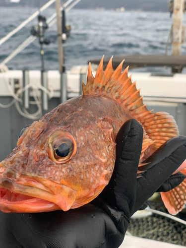 ウッカリカサゴの釣果