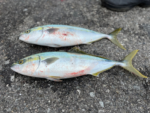 ハマチの釣果