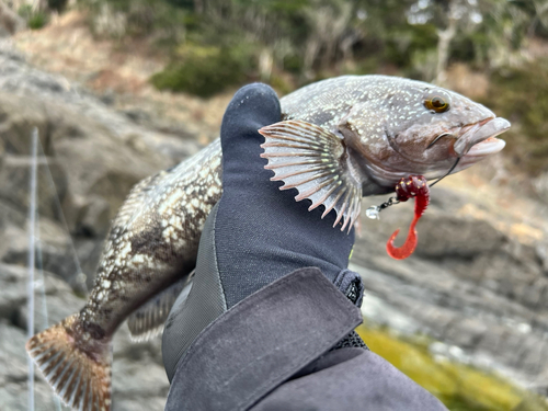 アイナメの釣果