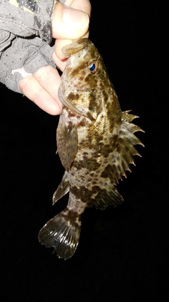 タケノコメバルの釣果