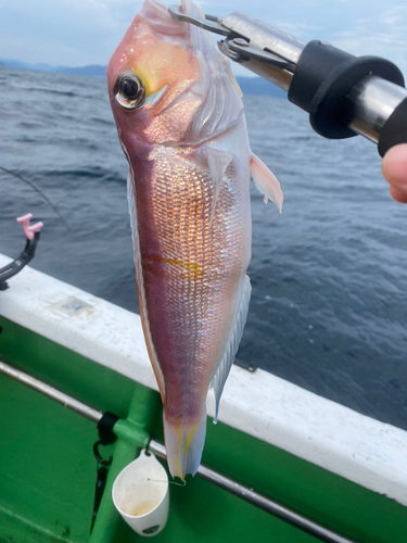 アマダイの釣果