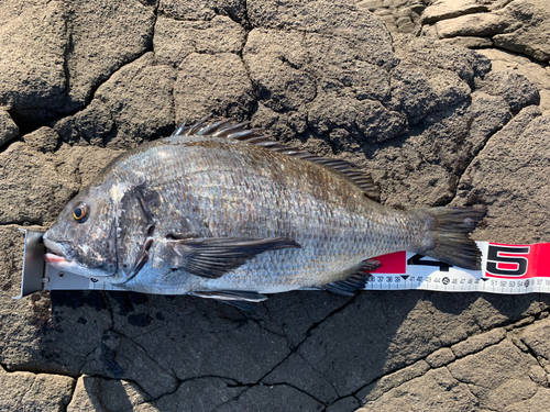 チヌの釣果