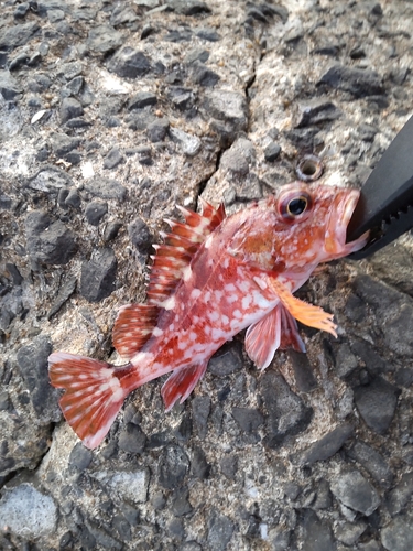 アラカブの釣果