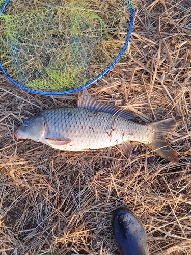 コイの釣果