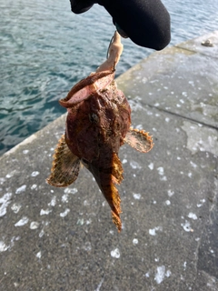 カジカの釣果