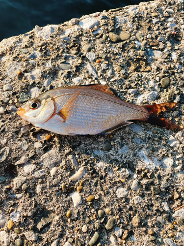 ウミタナゴの釣果