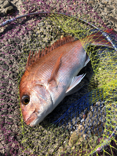 マダイの釣果