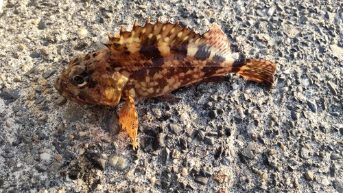 カサゴの釣果