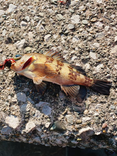 シロメバルの釣果