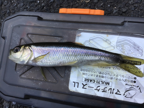 カワムツの釣果