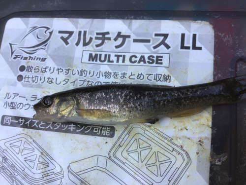 タカハヤの釣果