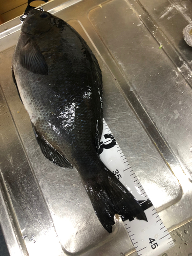 クチブトグレの釣果