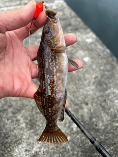 アイナメの釣果