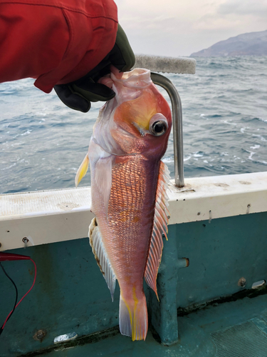 アマダイの釣果