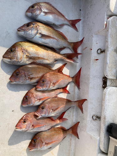 タイの釣果