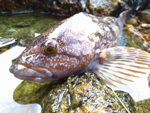 アイナメの釣果