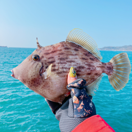 カワハギの釣果