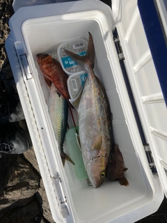 カンパチの釣果