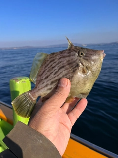 カワハギの釣果