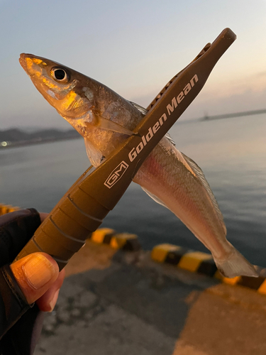 キスの釣果