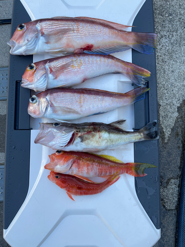 アマダイの釣果