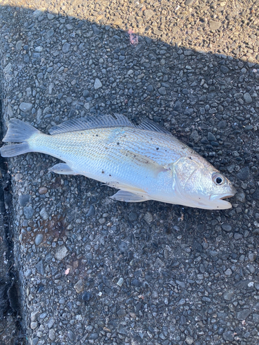 イシモチの釣果