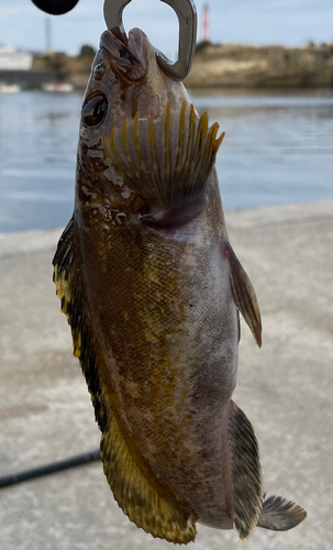 アイナメの釣果