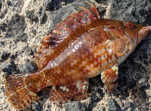 オハグロベラの釣果