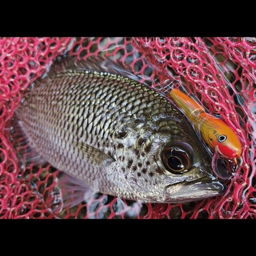 オオクチユゴイの釣果