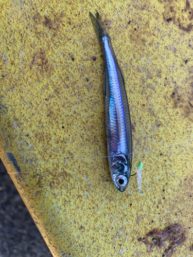 トウゴロウイワシの釣果