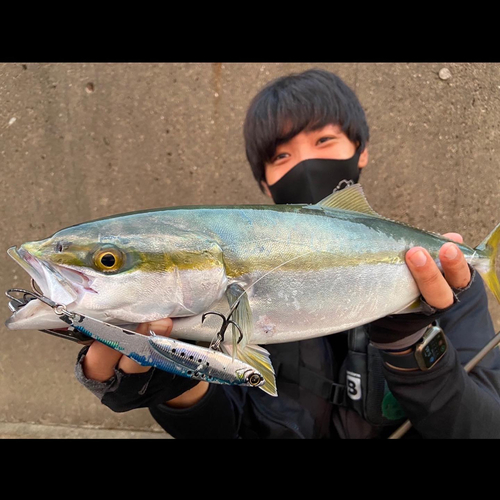 ハマチの釣果