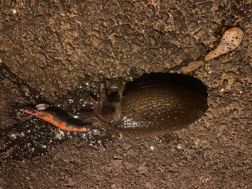 コウイカの釣果