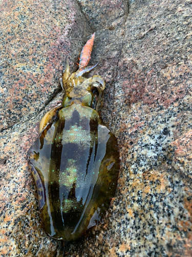 アオリイカの釣果